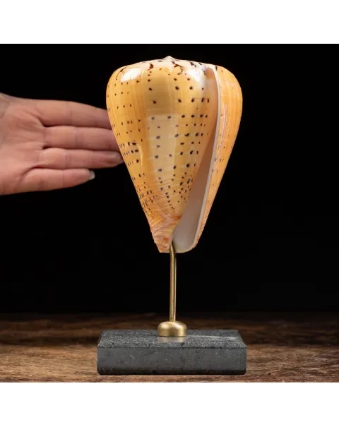 Conus Betulinus