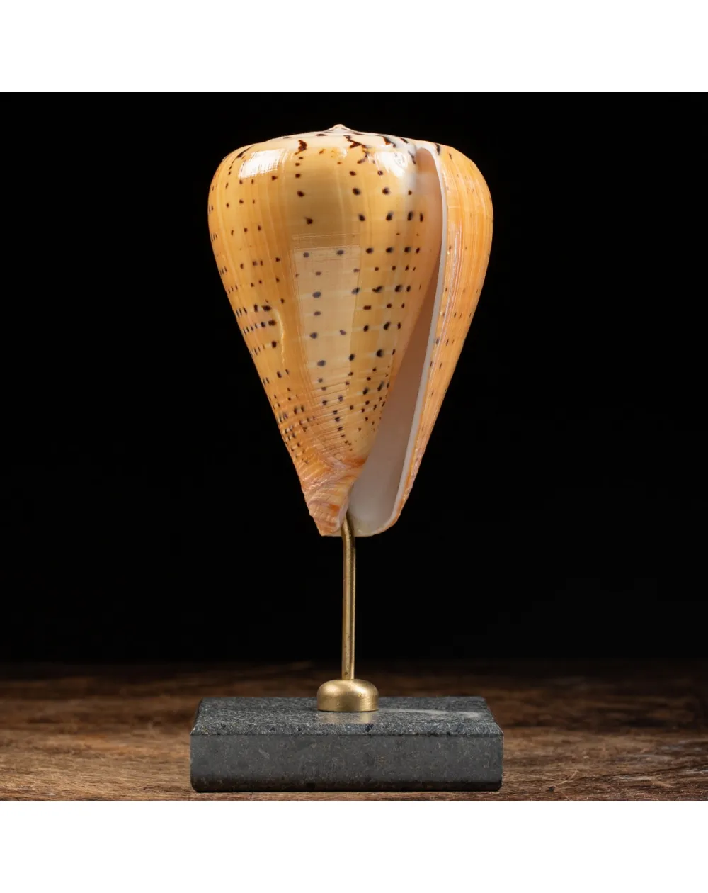 Conus Betulinus
