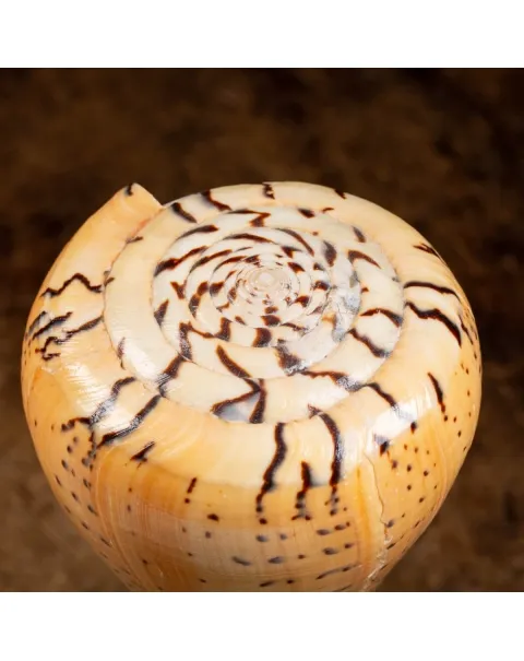 Conus Betulinus