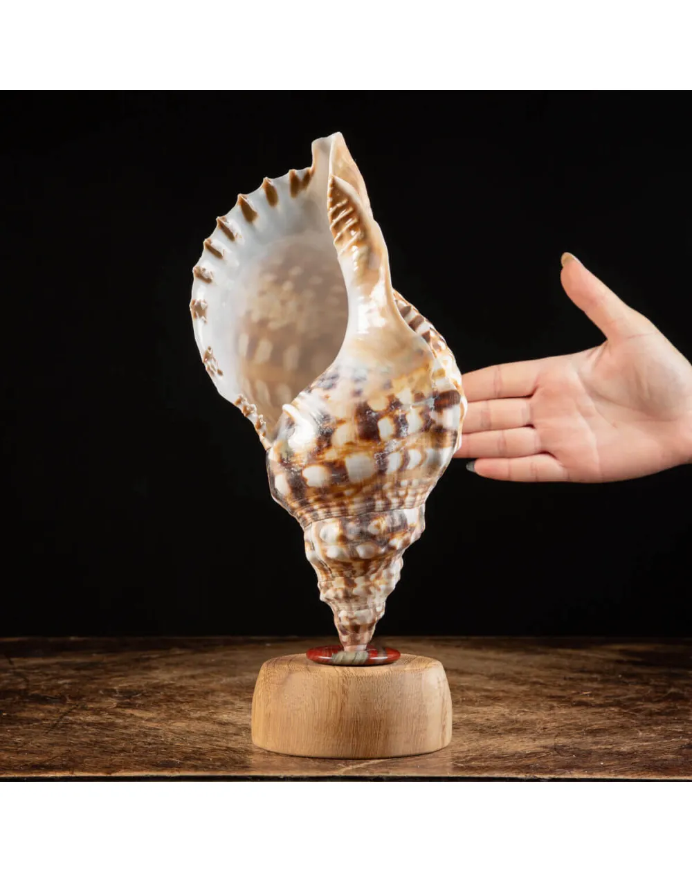 Charonia Lampas – La Conchiglia del Dio del Mare.