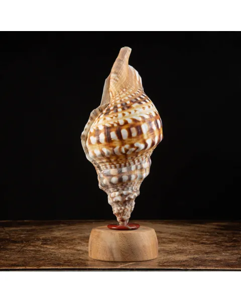 Charonia Lampas – La Conchiglia del Dio del Mare.