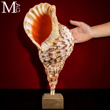 Charonia tritonis – Giant Triton su base in legno.