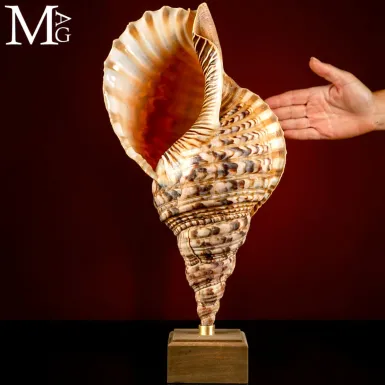 Charonia tritonis – Giant Triton del Madagascar.