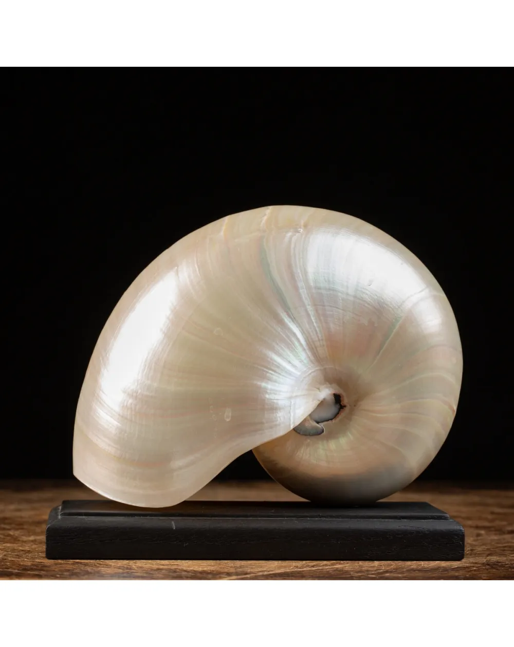 Nautilus Pompilius su base
