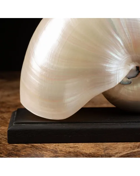 Nautilus Pompilius su base