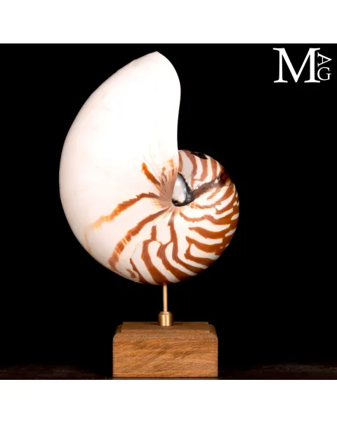 Nautilus su base in legno – 185 mm
