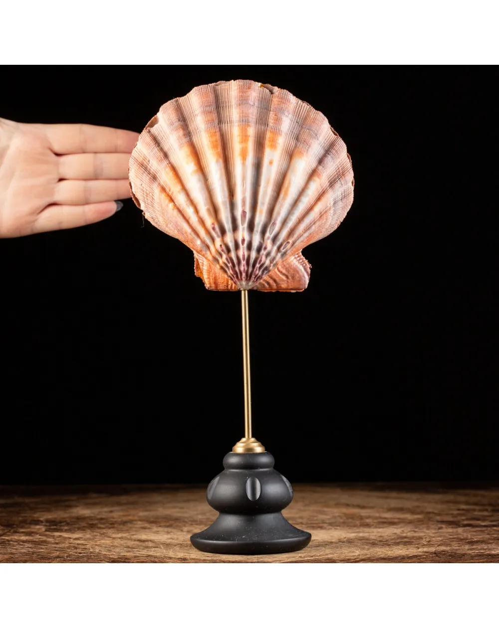 Pecten Subnodosus su Piedistallo