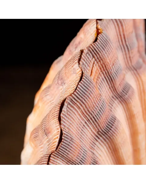 Pecten Subnodosus su Piedistallo
