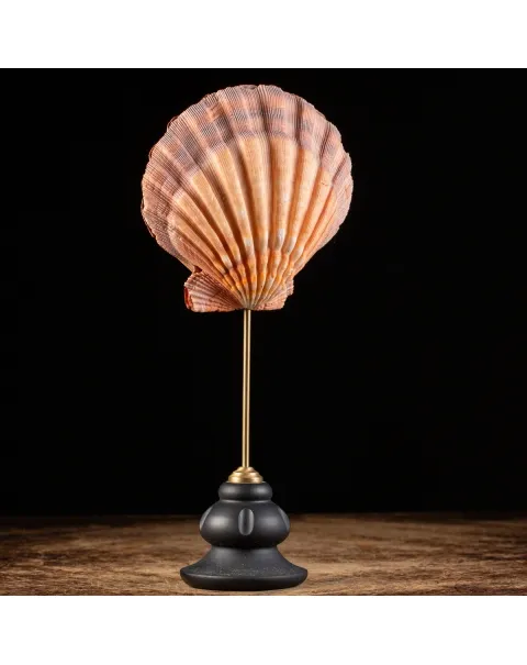 Pecten Subnodosus su Piedistallo