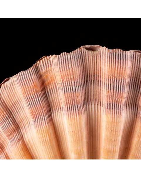Pecten Subnodosus su Piedistallo