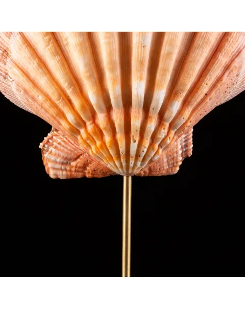 Pecten Subnodosus su Piedistallo