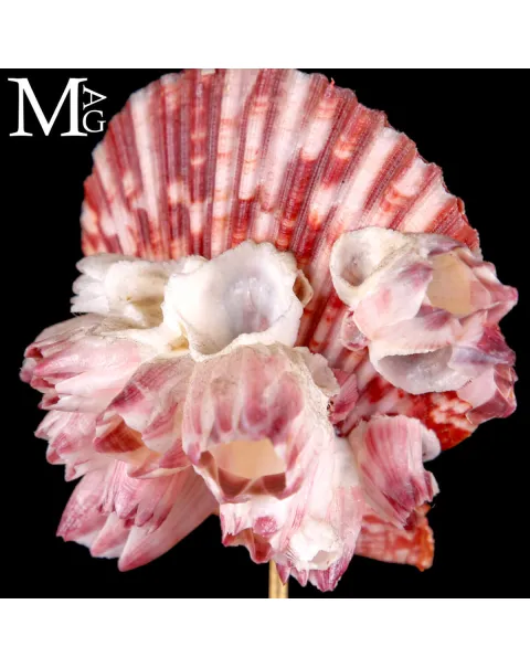 Pecten Gloriosa con Balani Naturali