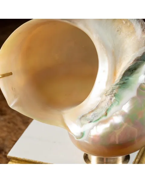 Turbo Marmoratus