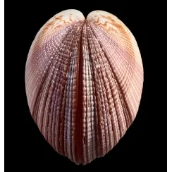 Antigona Magnifica (3)