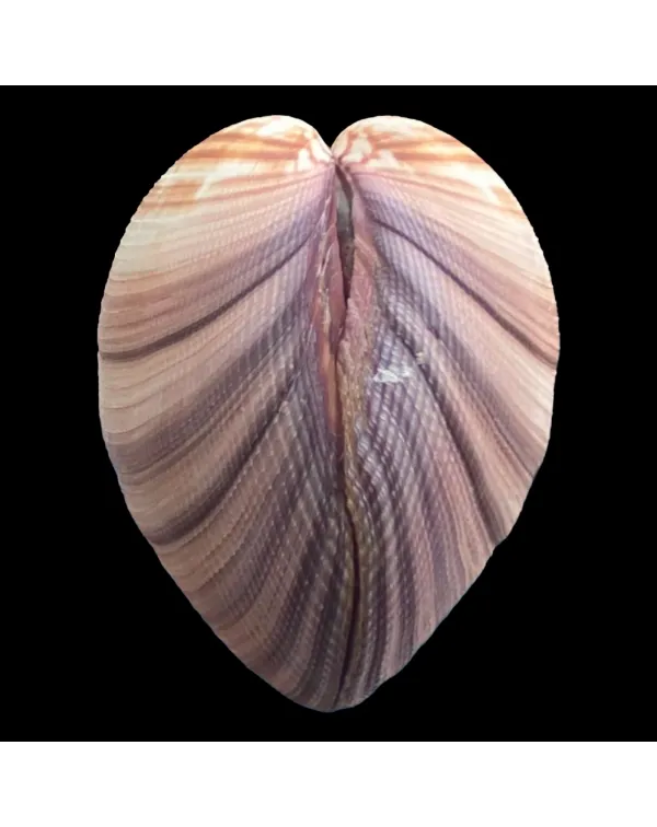 Antigona Magnifica
