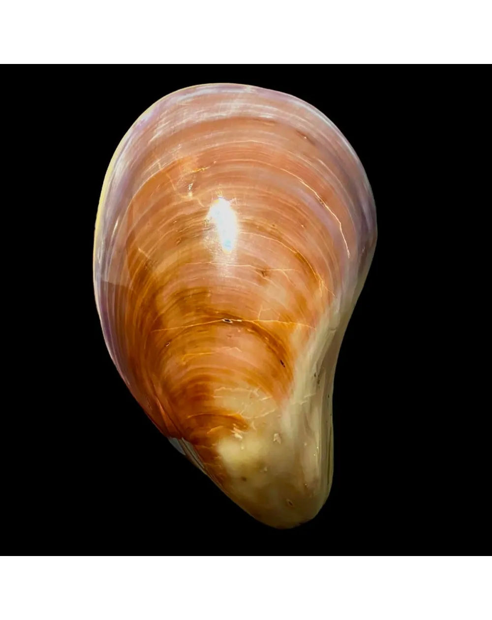 Stavelia Subdistorta
