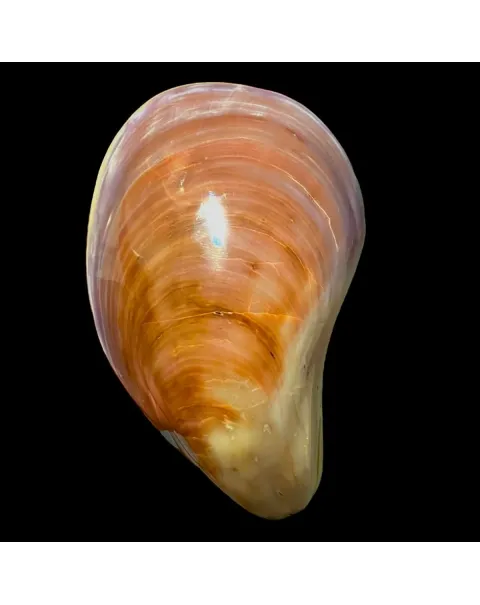 Stavelia Subdistorta