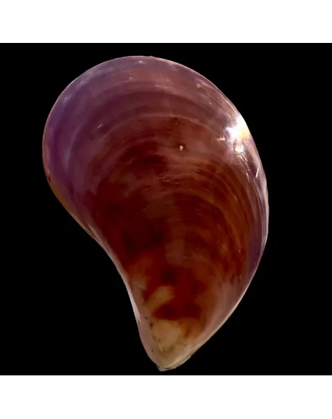 Stavelia Subdistorta