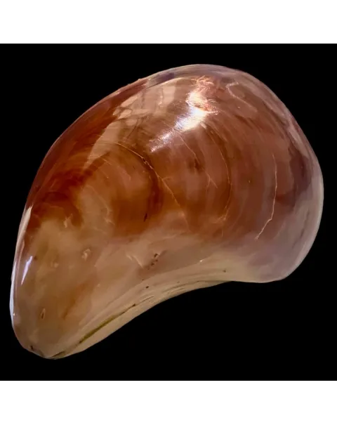 Stavelia Subdistorta