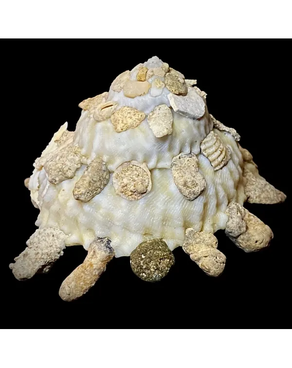 Xenophora Mekranensis Konoi