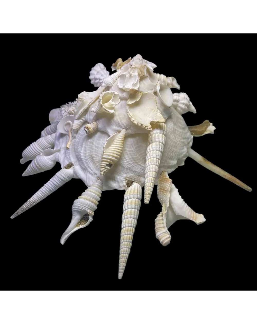 Xenophora Pallidula