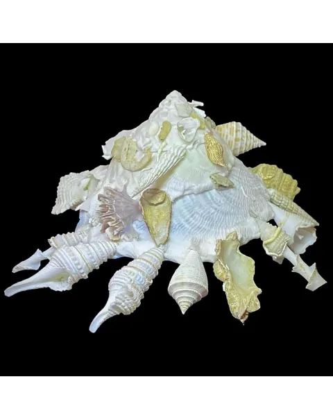 Xenophora Pallidula