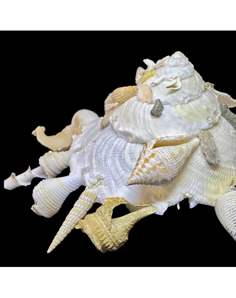 Xenophora Pallidula