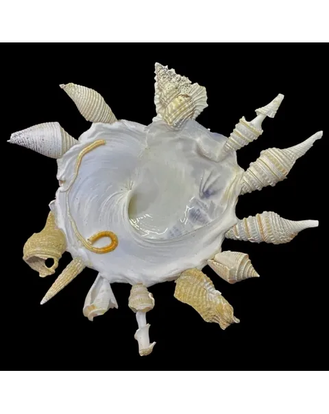 Xenophora Pallidula