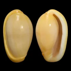 Closia Giadae (3)