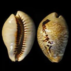 Muracypraea Mus (1)