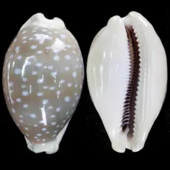 Lyncina Camelopardalis (4)