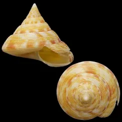 Perotrochus Caledonicus (1)