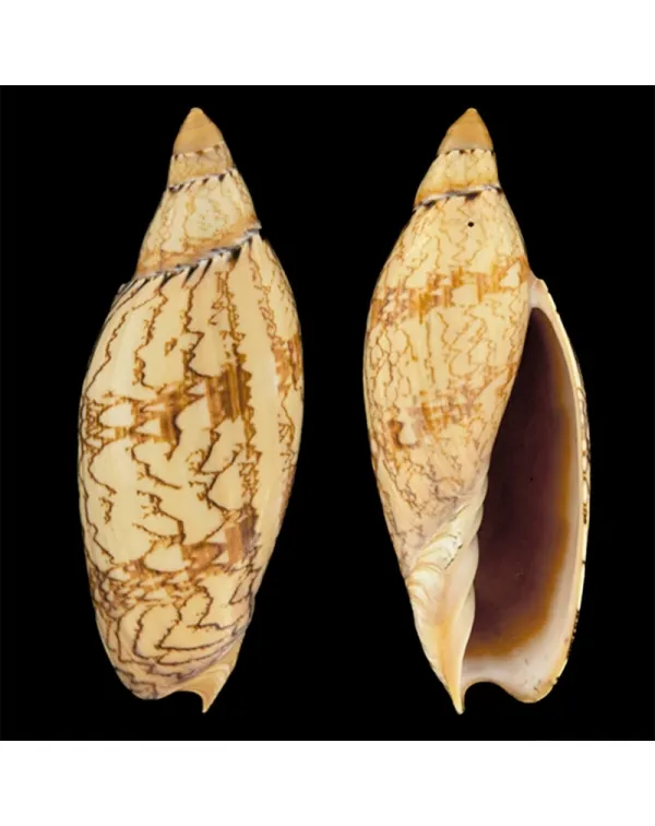 Amoria Damonii
