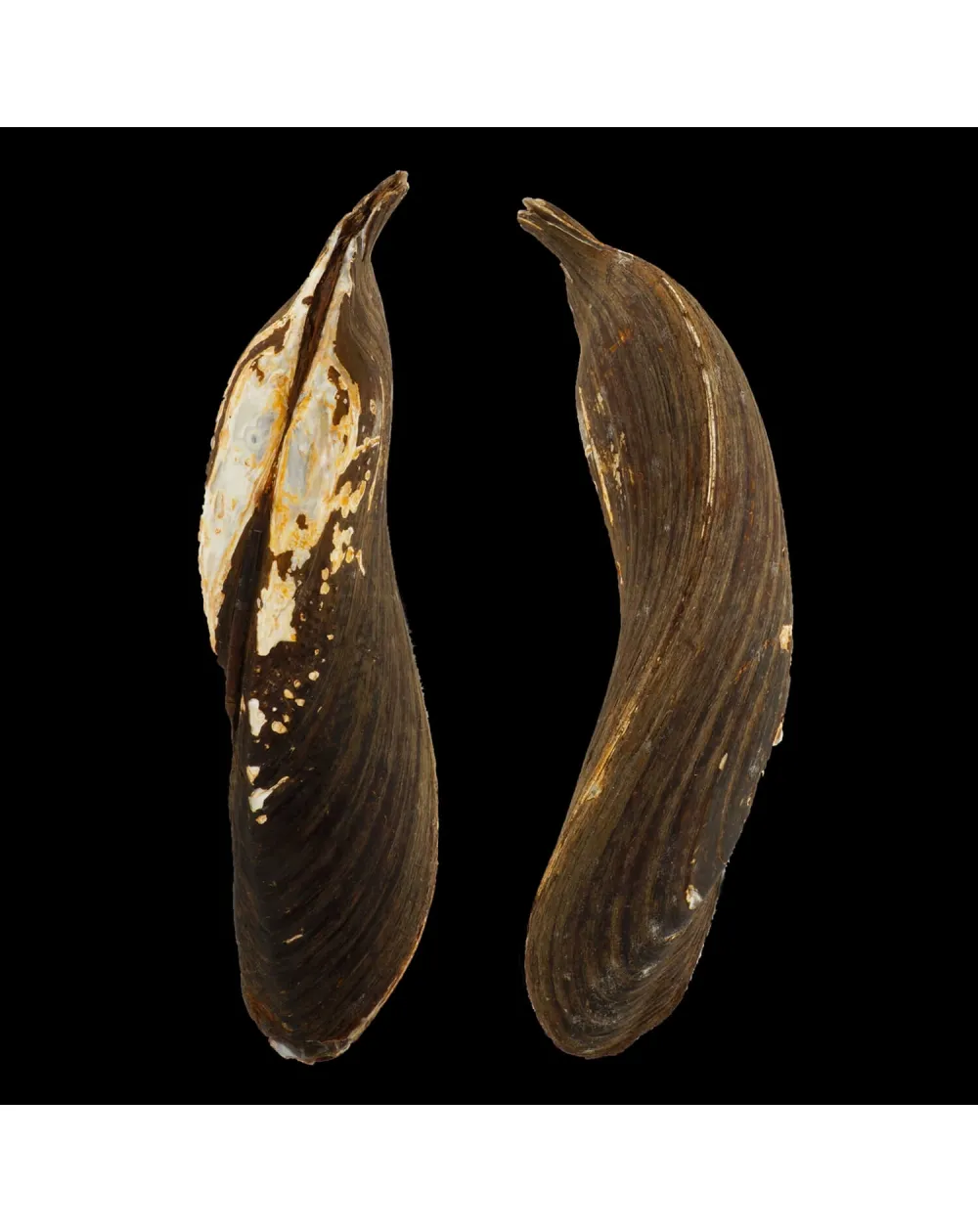 Arconaia Lanceolata