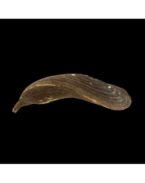 Arconaia Lanceolata