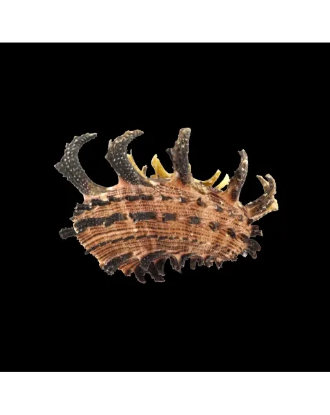 Angaria Melanacantha