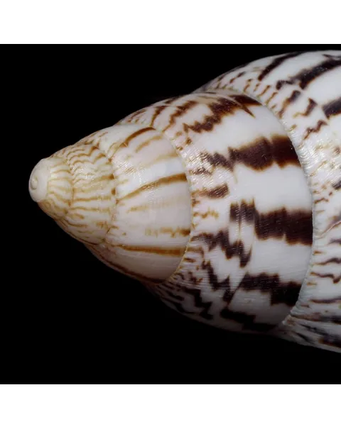 Achatina Shatina