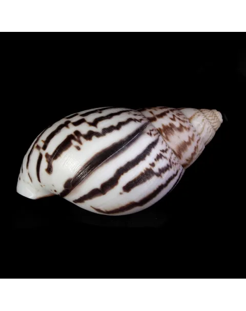 Achatina Shatina