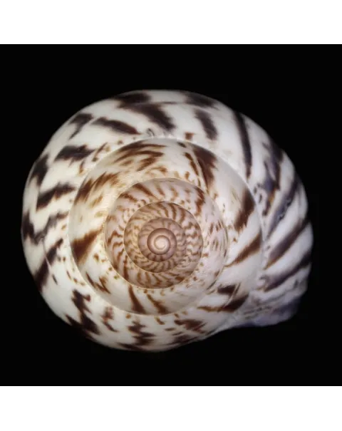 Achatina Shatina