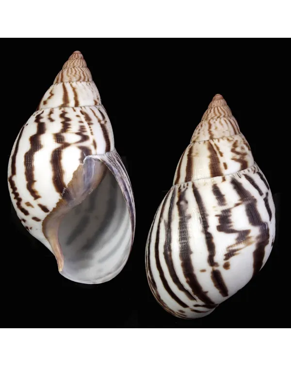 Achatina Shatina
