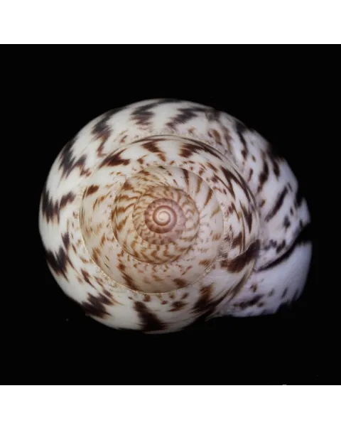 Achatina Shatina