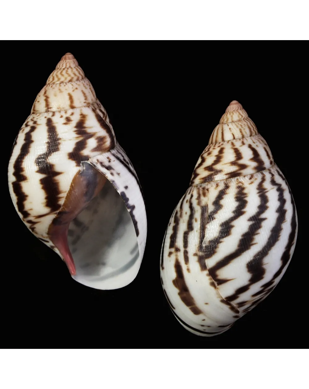 Achatina Shatina