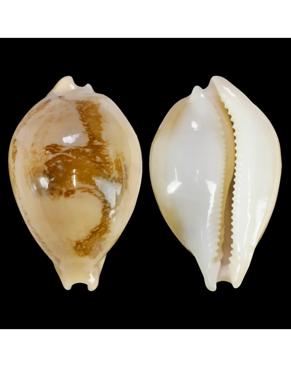 Austrasiatica Sakuraii