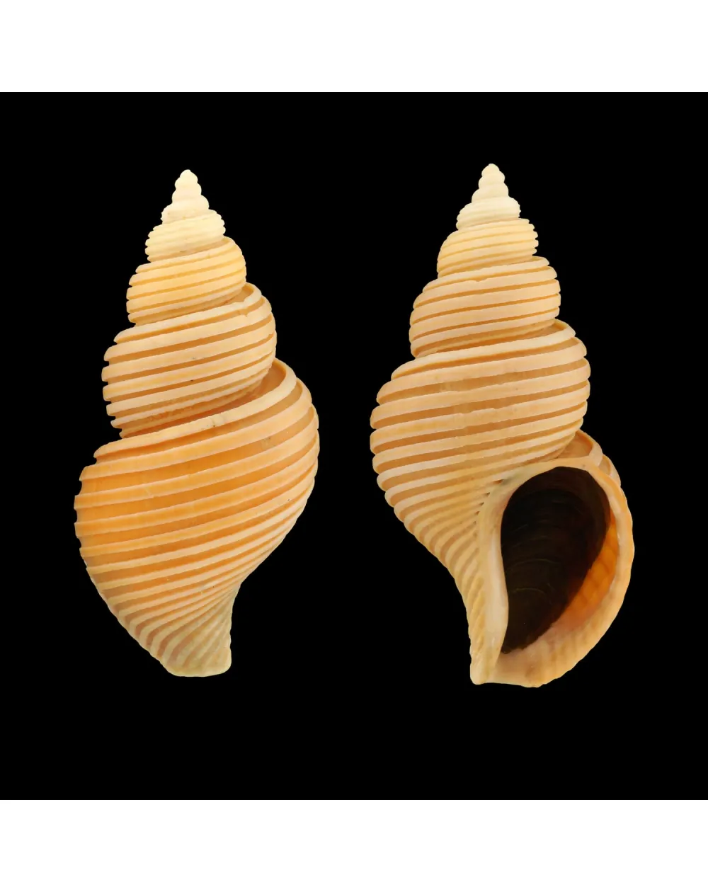 Ancistrolepis Vietnamensis