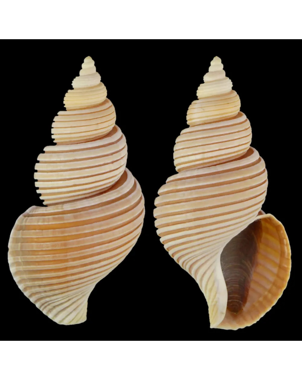 Ancistrolepis Vietnamensis