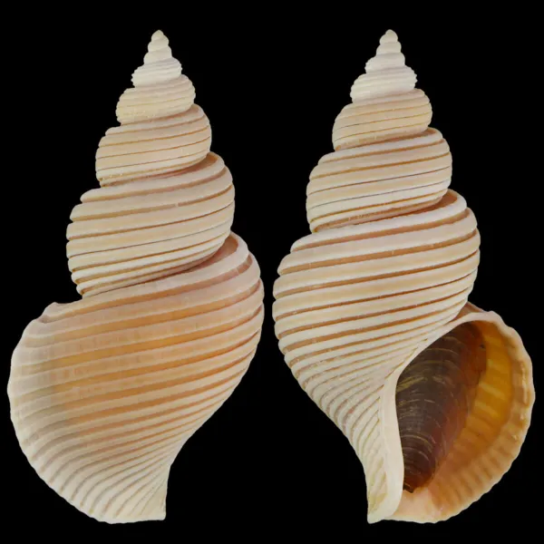 Ancistrolepis Vietnamensis