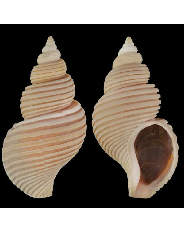 Ancistrolepis Vietnamensis