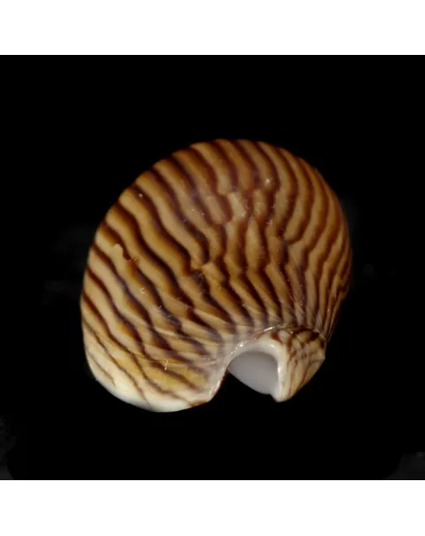 Amoria Zebra