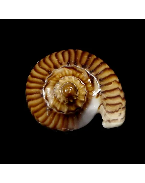 Amoria Zebra