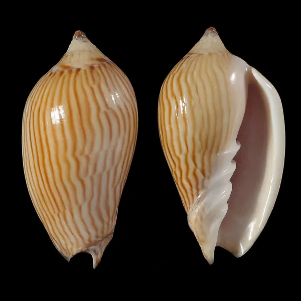 Amoria Zebra
